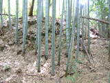 肥後 早川城の写真