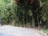 肥後 高岡城の写真