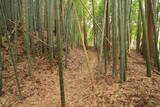 常陸 塙城(北郭)の写真