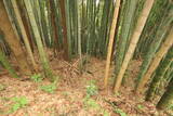 常陸 塙城(北郭)の写真