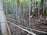 常陸 神宮寺城の写真