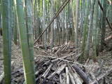 常陸 神宮寺城の写真