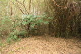 常陸 小山城の写真