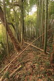 常陸 中居城の写真