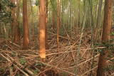 常陸 中居城の写真