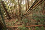 常陸 中居城の写真