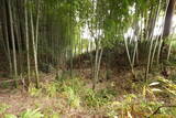 常陸 行方城の写真