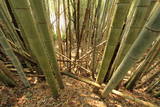 常陸 小幡城の写真