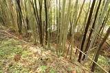 常陸 小幡城の写真