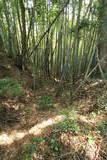 常陸 相賀城の写真