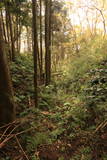 常陸 三階城の写真