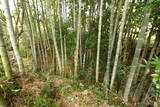 常陸 島崎城の写真