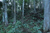 常陸 龍子山城の写真