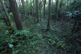 常陸 龍子山城の写真