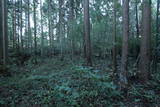 常陸 龍子山城の写真