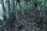 常陸 龍子山城の写真