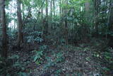 常陸 龍子山城の写真