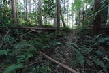 常陸 龍子山城の写真