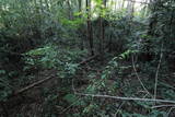 常陸 龍子山城の写真