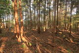 常陸 田渡城の写真