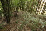 常陸 東野城(城山)の写真