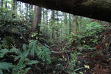 常陸 鳥子城の写真