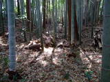 常陸 吉田城の写真