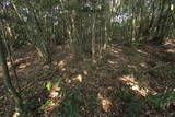 肥前 岡城の写真