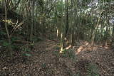 肥前 岡城の写真