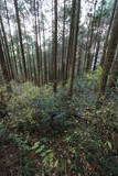 肥前 舞岳城の写真