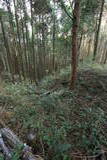 肥前 舞岳城の写真