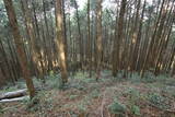 肥前 舞岳城の写真