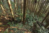 肥前 舞岳城の写真