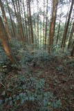 肥前 舞岳城の写真