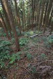肥前 舞岳城の写真