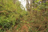 肥前 武留路山城の写真