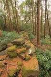 肥前 武留路山城の写真