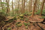 肥前 武留路山城の写真