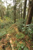 肥前 武留路山城の写真