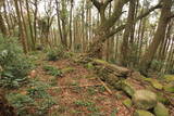 肥前 武留路山城の写真