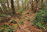 肥前 武留路山城の写真