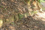 帯隈山神籠石写真
