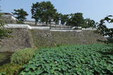 肥前 島原城の写真