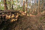 肥前 東光寺山城の写真