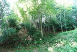 伯耆 尾高城の写真