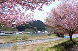 伯耆 桜子城の写真