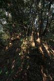 日向 木脇城の写真