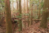 日向 野首城の写真