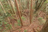 日向 野首城の写真