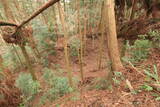 日向 野首城の写真